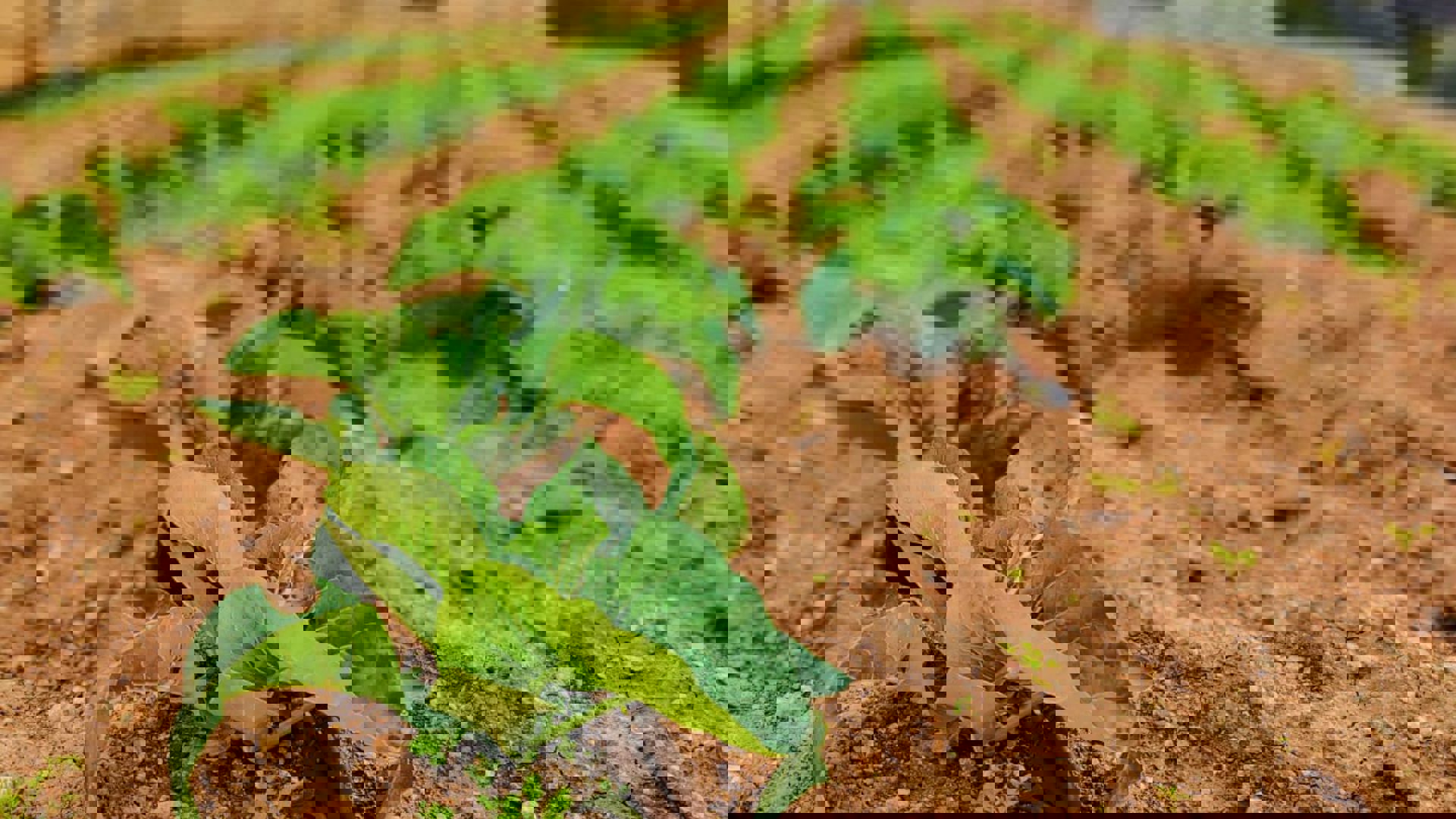 The Phoenicia Malta's Kitchen Garden