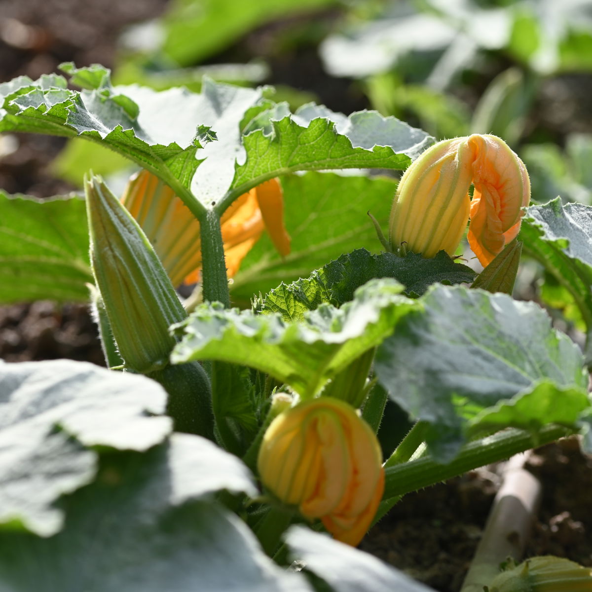 The Phoenicia Malta's Kitchen Garden