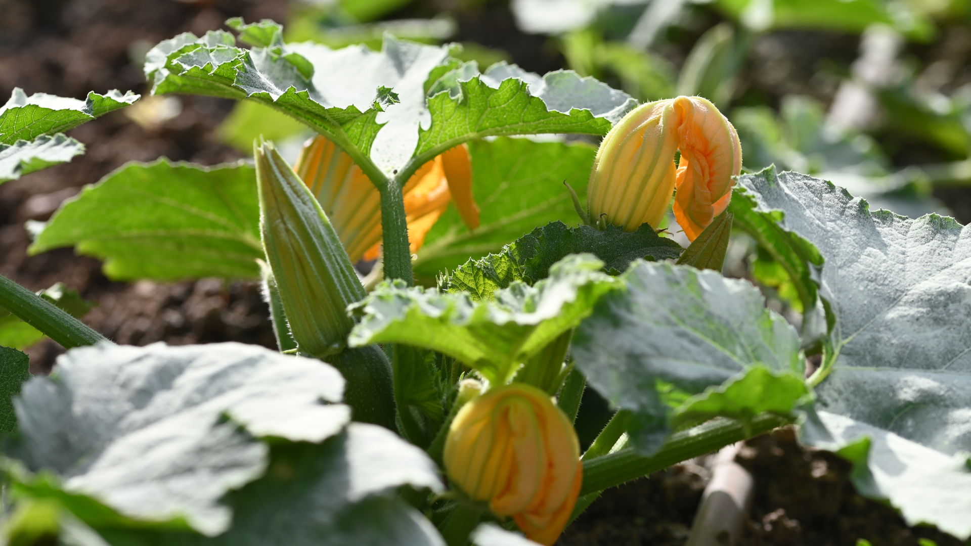 The Phoenicia Malta's Kitchen Garden