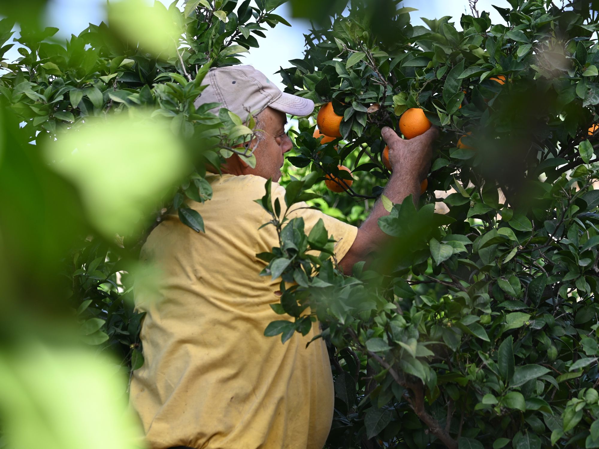 The Phoenicia Malta's Kitchen Garden